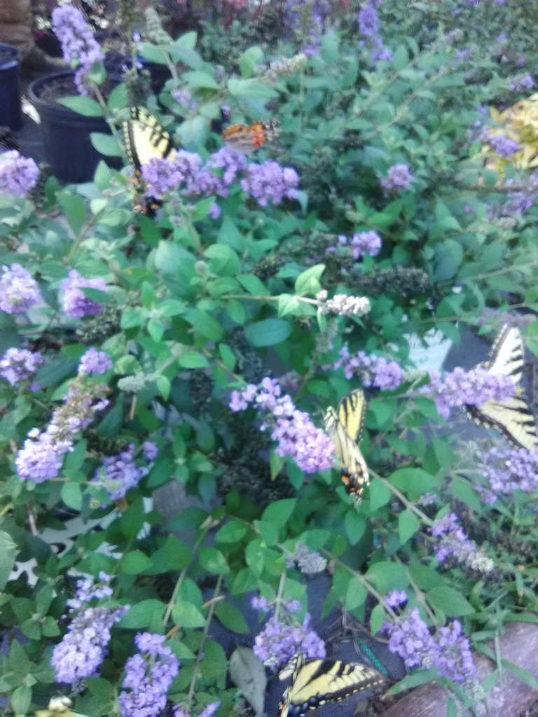 [123589354-3g-container] Blue Chip Butterfly Bush | Dwarf Buddleia