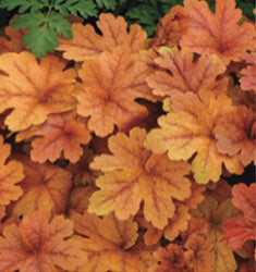 [123589274-1g-container] Caramel Coral Bells (Heuchera 'Caramel')