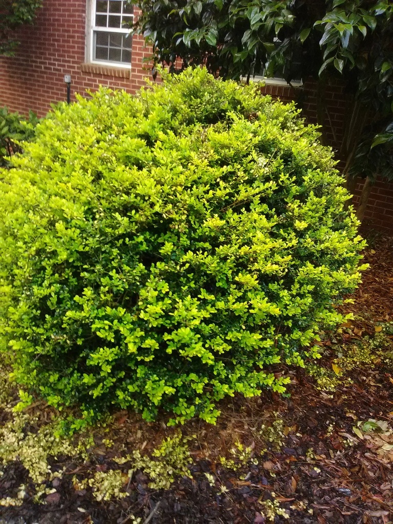 [123589271-2g-container-sold-out] Golden Gem Japanese Holly | Ilex crenata 'Golden Gem' (2 gallon container)