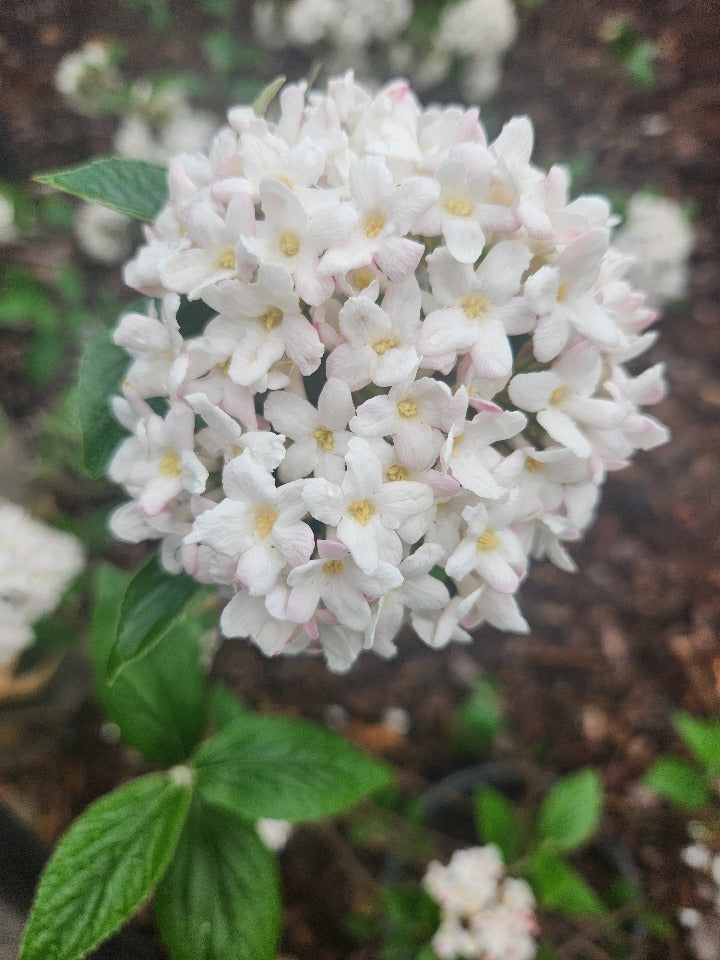 [123589269-3g-container] Mohawk Burkwood Viburnum - Fragrant Flowering Shrub (3 gallon container)