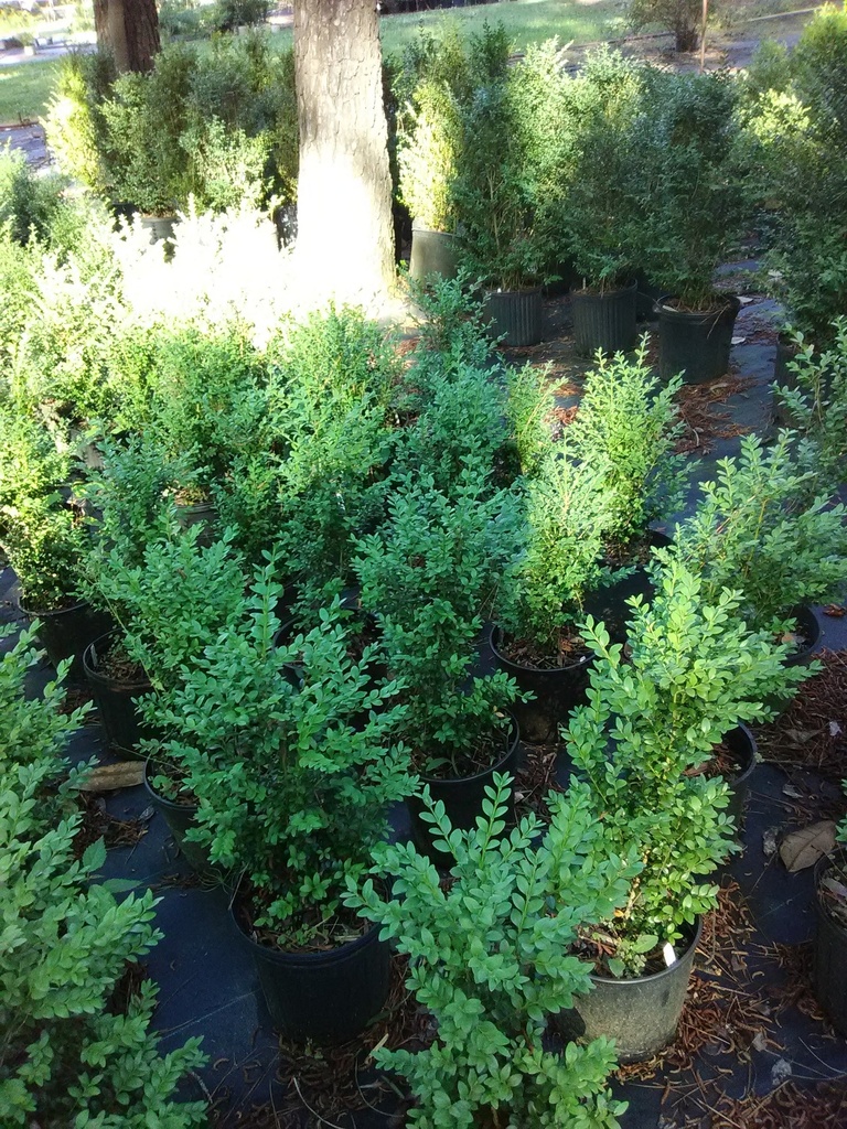 [123589266-7g-container] Green Mountain Boxwood (7 gallon container)