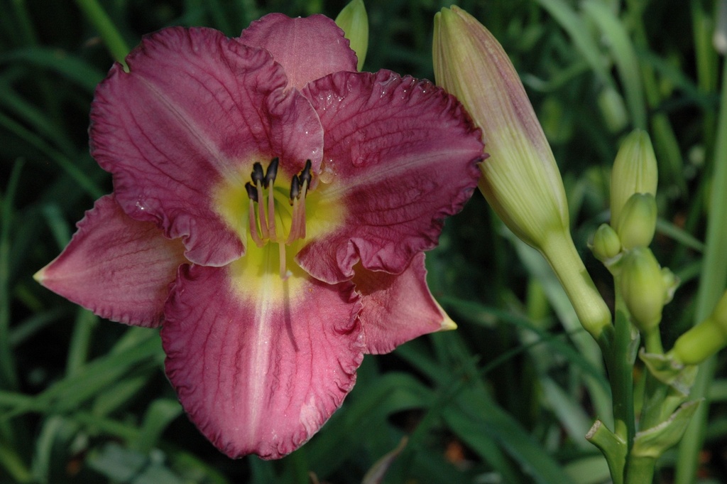 [123589265-1-5g-container] Entrapment Daylily - Reblooming Purple Hemerocallis
