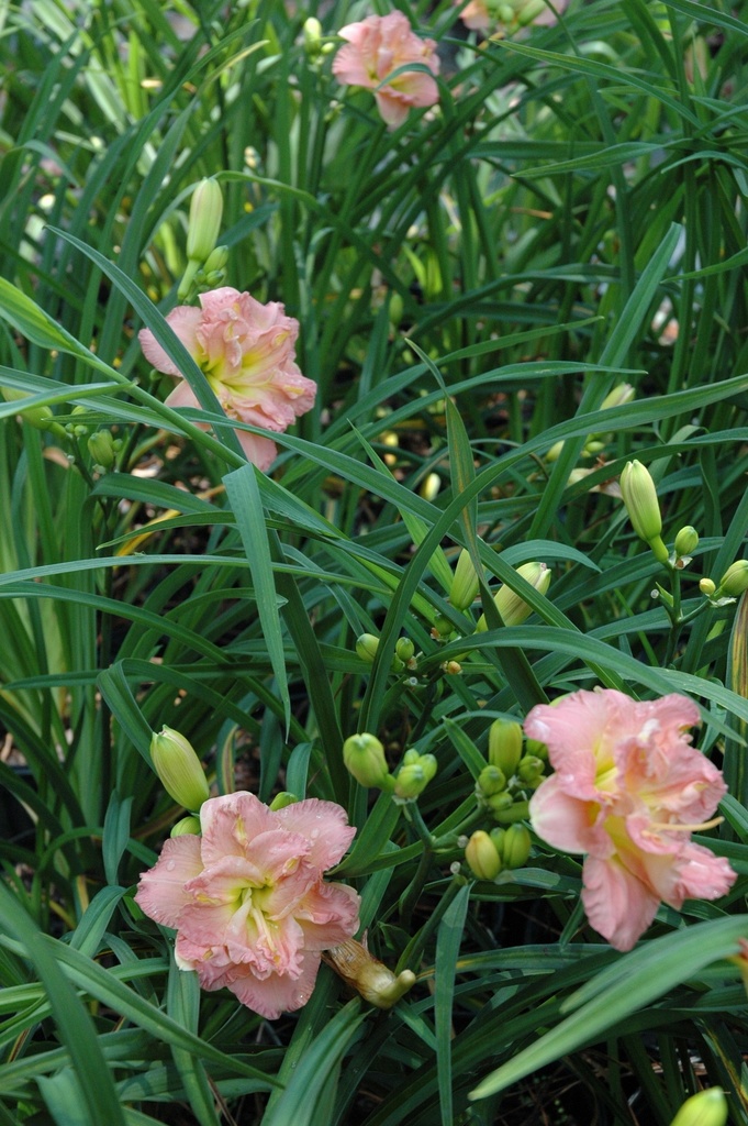 [123589264-1-5g-container] Lacy Doily Daylily – Double Ruffled Coral Rebloomer