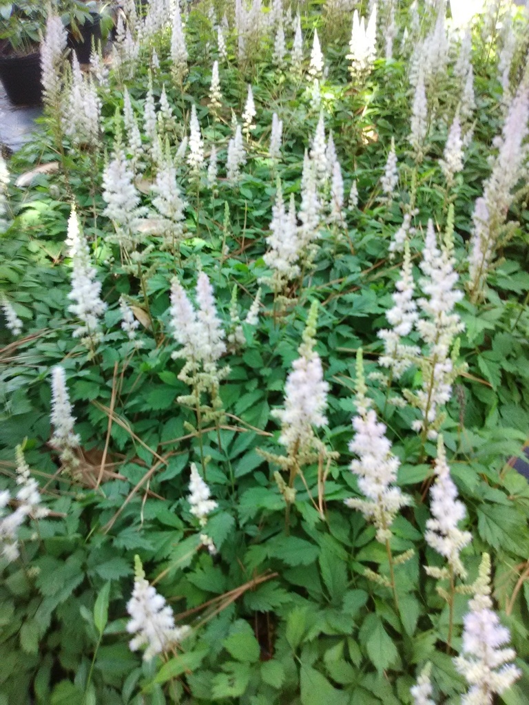 [123589253-1-5g-container] Pumila Astilbe | Astilbe chinensis 'Pumila'