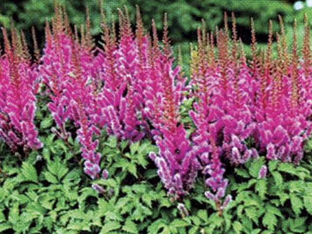 [123589252-1-5g-container] Maggie Daley Astilbe - Pink Shade Perennial