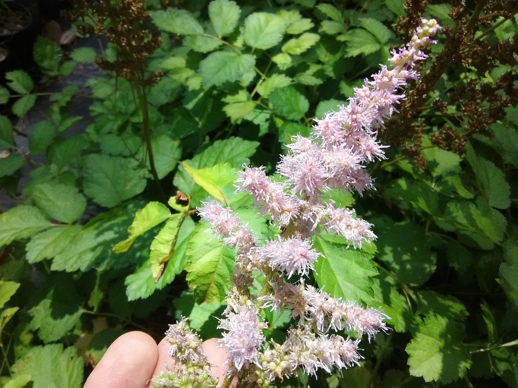 [123589251-2g-container] Purple Candles Astilbe (Astilbe chinensis 'Purpurkerze')