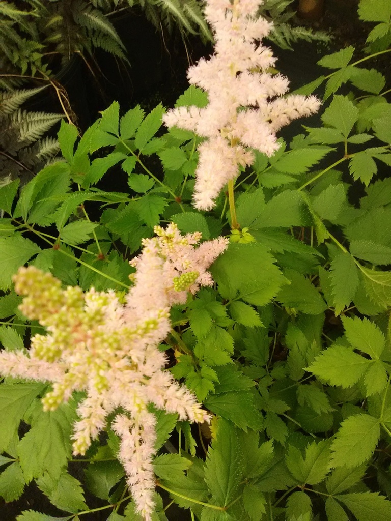 [123589249-1-5g-container] Vision in Pink Astilbe - Astilbe chinensis 'Vision in Pink'