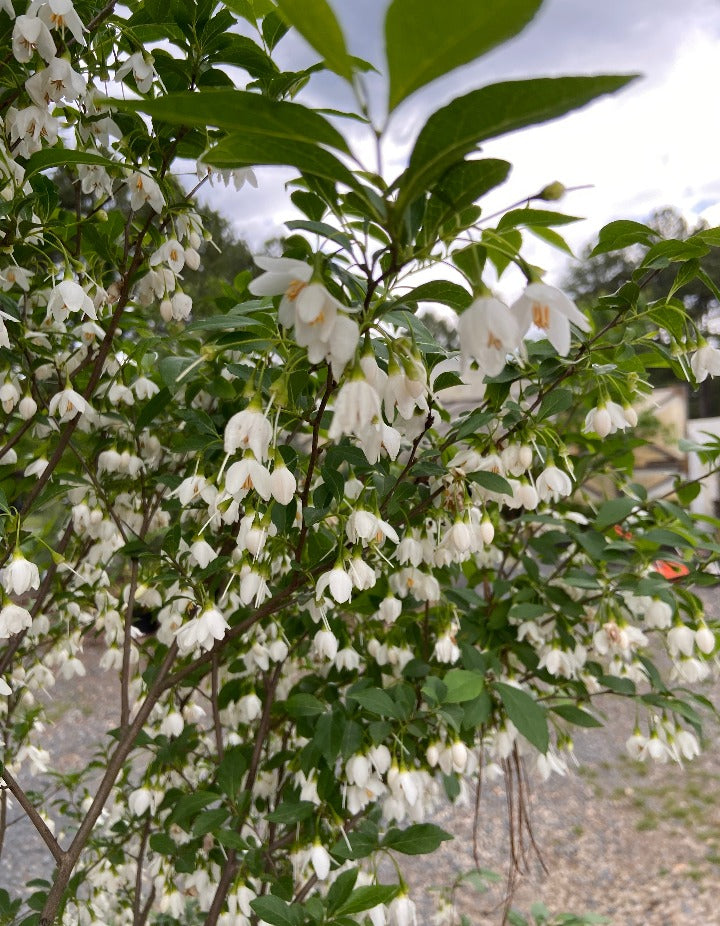 Japanese Snowbell | Styrax japonicus - Fragrant Flowering Tree