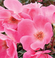 [123589212-3g-container] Pink Knock Out Rose | Disease-Resistant Flowering Shrub