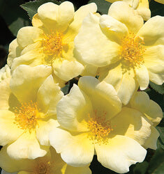 [123589211-3g-container-sold-out] Yellow Knock Out® Rose (Sunny Knock Out) - Rosa 'Radsunny'