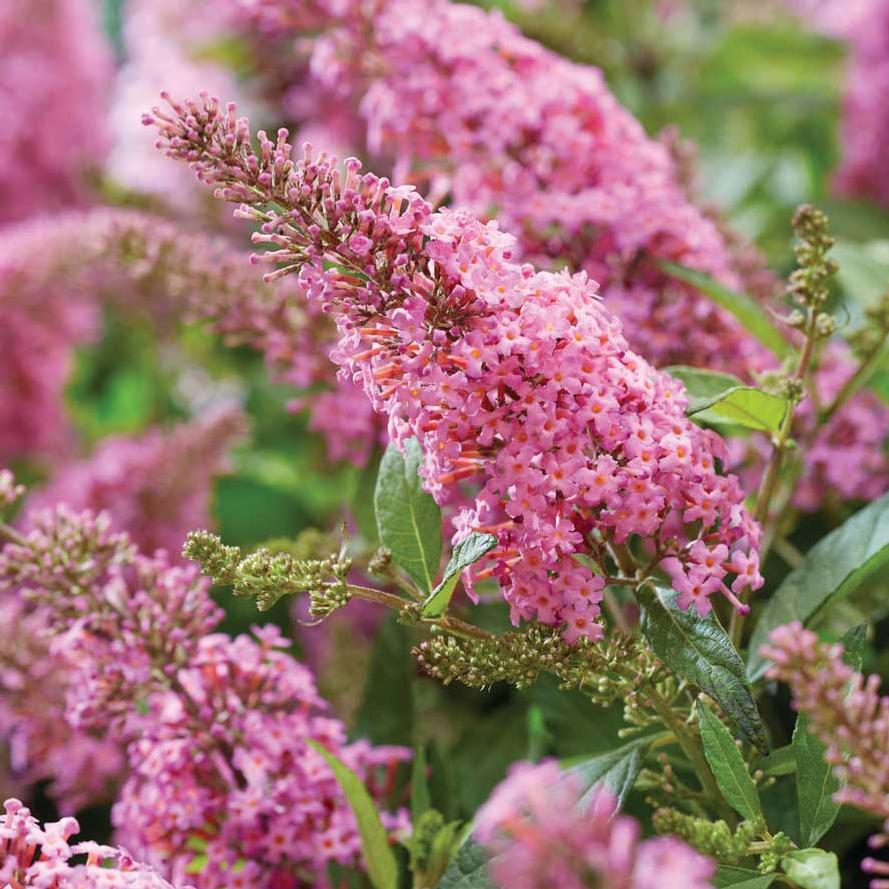 [lil-taffy-butterfly-bush-3g-container] Li'l Taffy Butterfly Bush