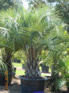 [123589179-7g-container-sold-out] Pindo Palm - Cold Hardy Palm Tree (Butia capitata) (7 gallon container)