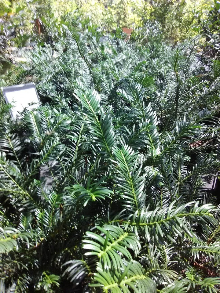 [9/10/26 KF GC] Duke Gardens Yew (Cephalotaxus harringtonia 'Duke Gardens') (3 gallon container)