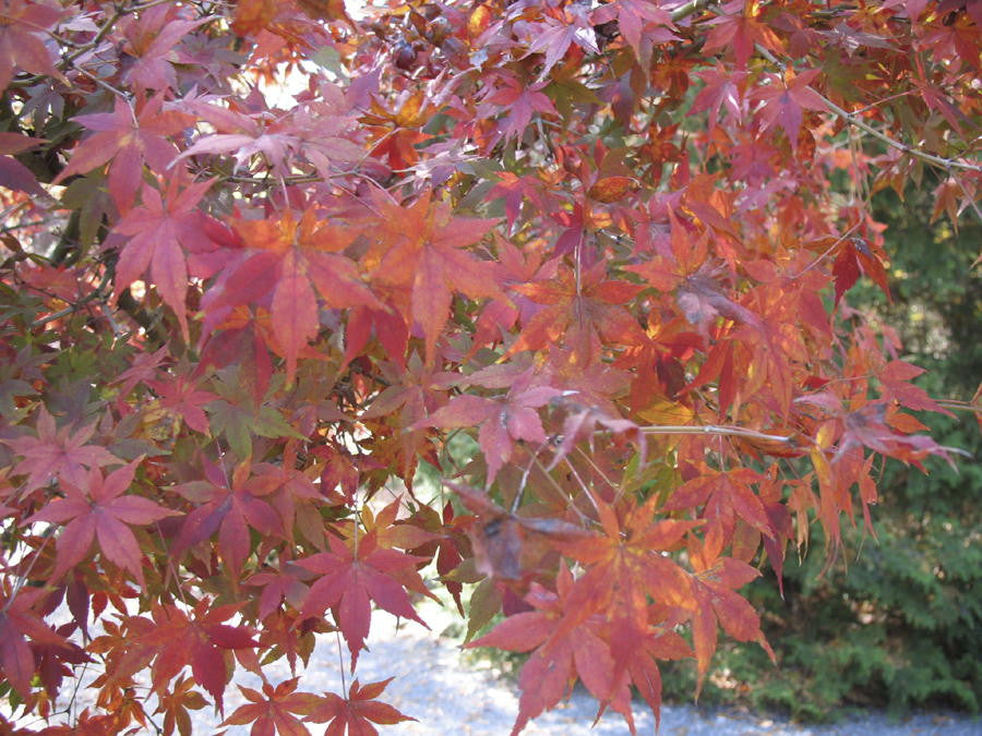 [123589170-15g-container] Glowing Embers Japanese Maple (15 gallon container)