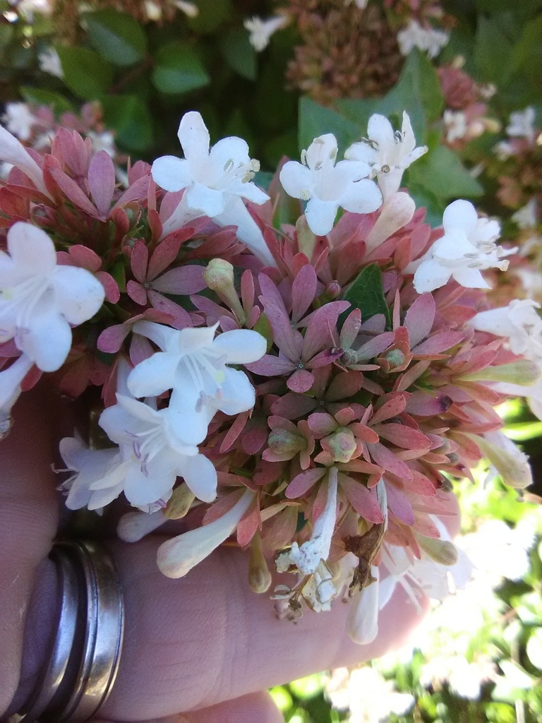 Rose Creek Abelia - Compact Dwarf Flowering Shrub