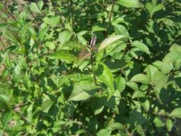[123589137-3g-container] Apollo Winterberry Holly – Male Pollinator for Sparkleberry (3 gallon container)