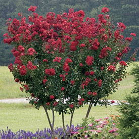 Red Rocket Crape Myrtle - Cherry Red Flowering Tree