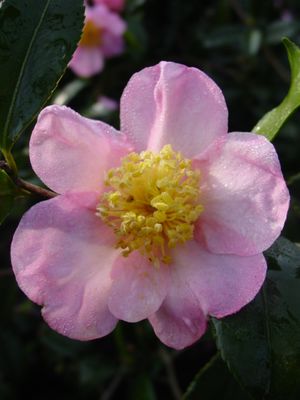 [123589128-3g-container] Winter's Star Camellia | Fall-Blooming Evergreen Shrub (3 gallon container)