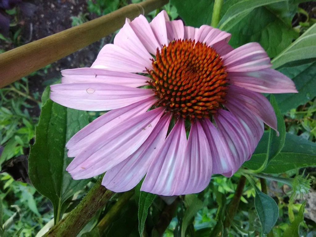 Magnus Purple Coneflower - Echinacea purpurea 'Magnus'