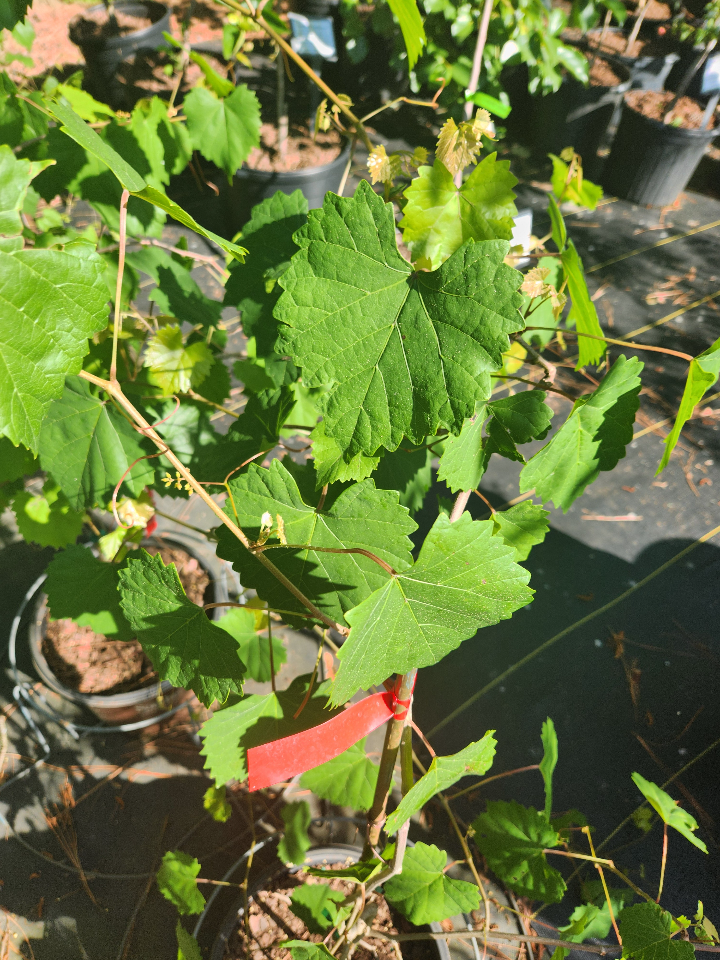 [supreme-black-muscadine-grape-female-3g-container-sold-out] Supreme Black Muscadine Grape - Female Fruiting Vine (3 gallon container)