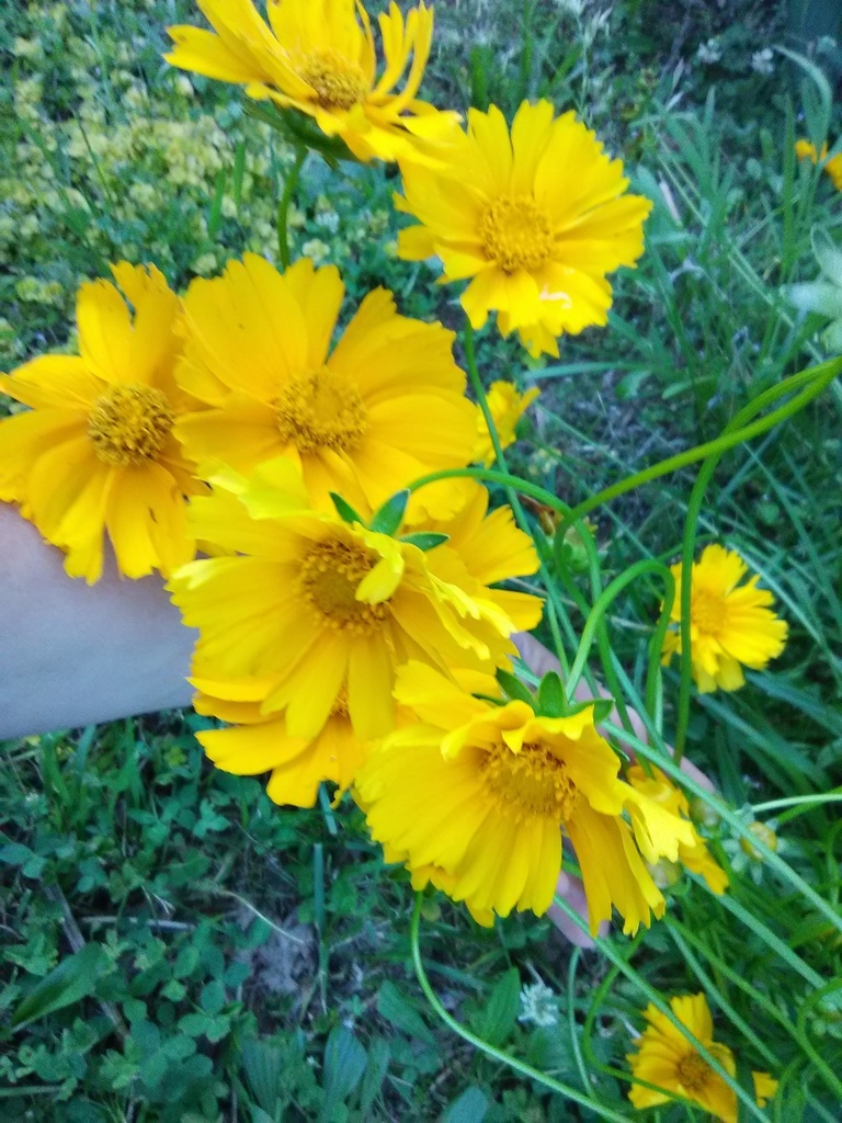 [123589100-1g-container] Jethro Tull Fluted Tickseed - Coreopsis