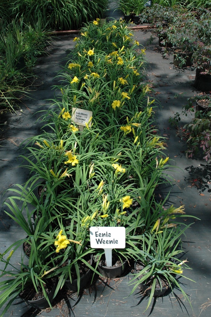 [123589097-1-5g-container] Eenie Weenie Daylily – Miniature Yellow Reblooming Perennial