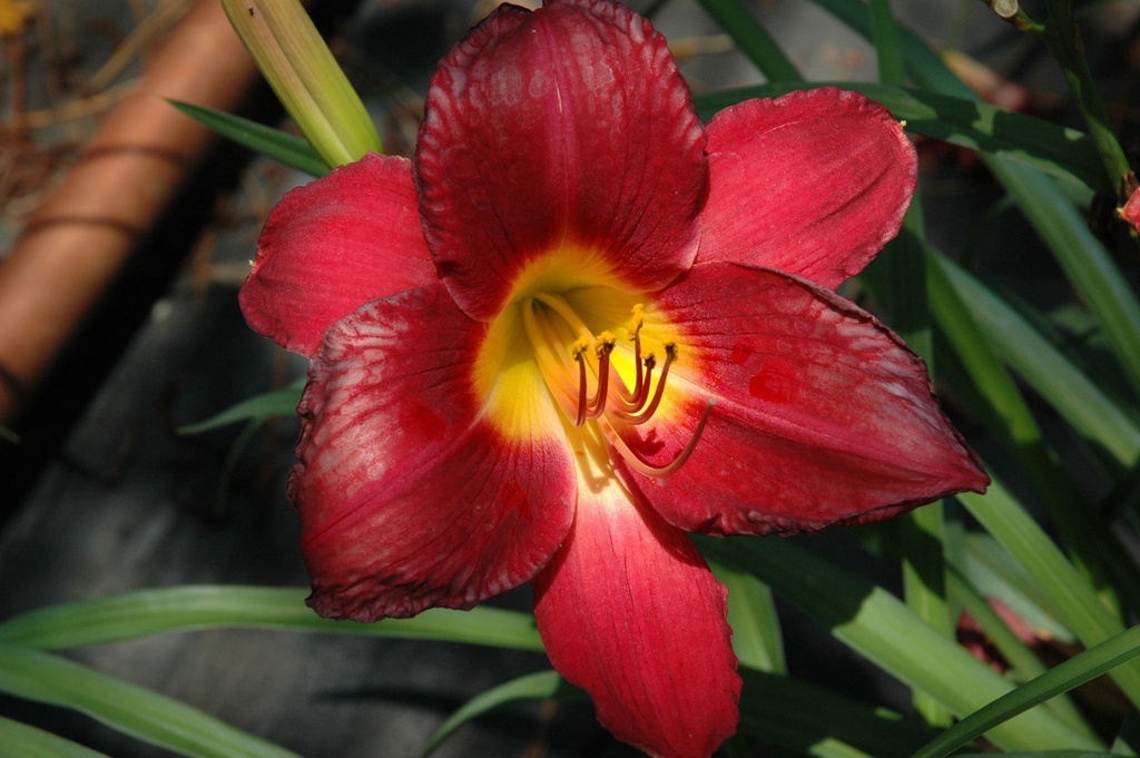 [123589096-1-5g-container] Seeing Red Daylily - Cardinal Red Reblooming Perennial