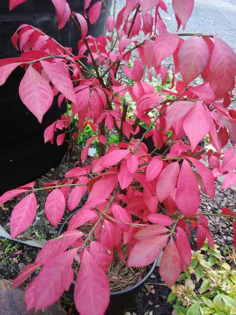 [123589077-3g-container-sold-out] Dwarf Burning Bush 'Fire Ball' - Winged Euonymus (3 gallon container)