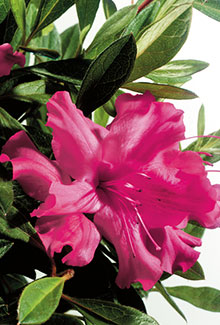 [123589075-3g-container] Autumn Sundance Encore Azalea - Reblooming Pink Evergreen (3 gallon container)