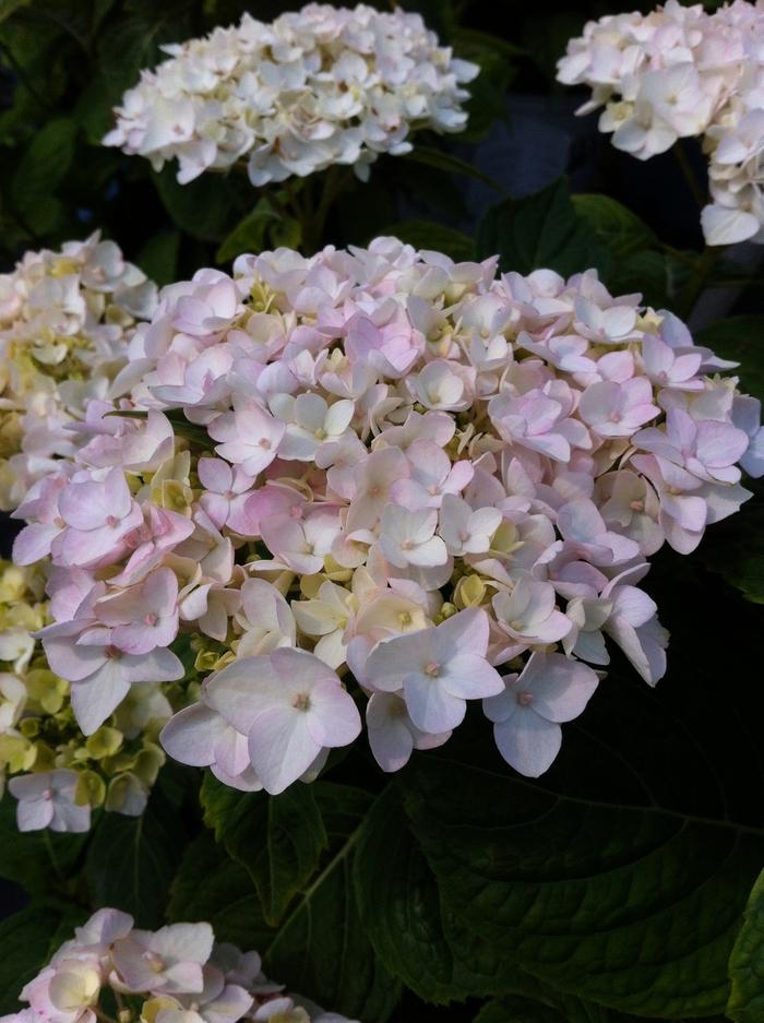 [endless-summer-blushing-bride-hydrangea-3g-container] Endless Summer Blushing Bride Hydrangea