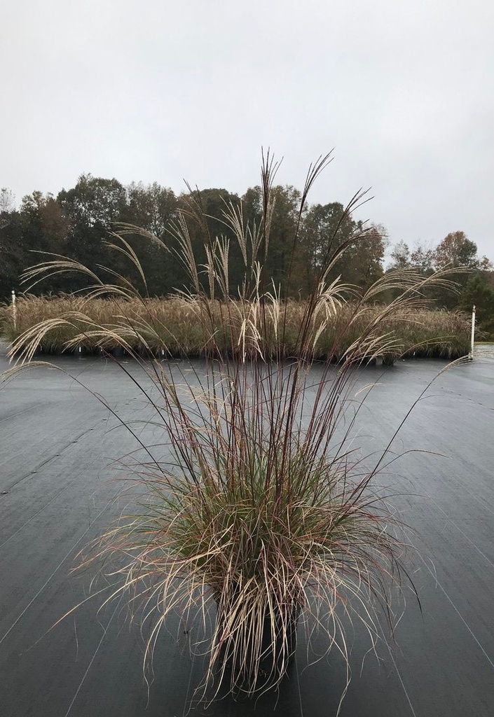 Adagio Maiden Grass - Dwarf Miscanthus sinensis 'Adagio'