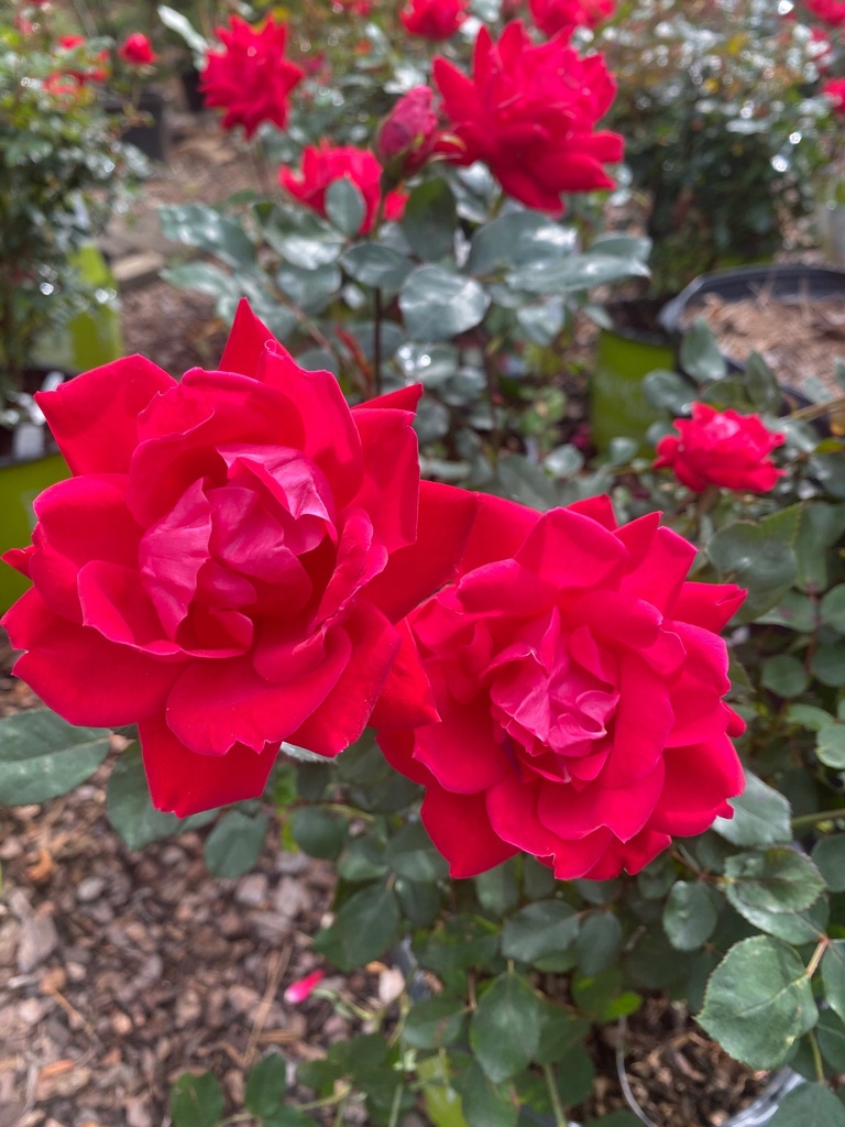 Double Red Knockout Rose | Cherry-Red Flowering Shrub