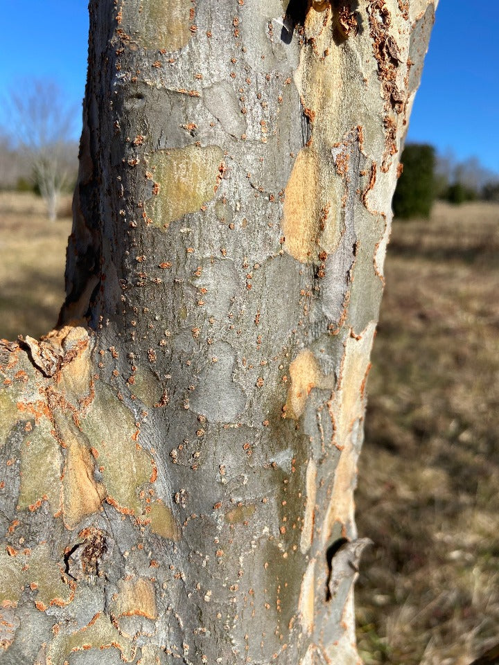[123589044-15g-container] Bosque Elm (Ulmus parvifolia 'UPMTF') - B&B (15 gallon container)