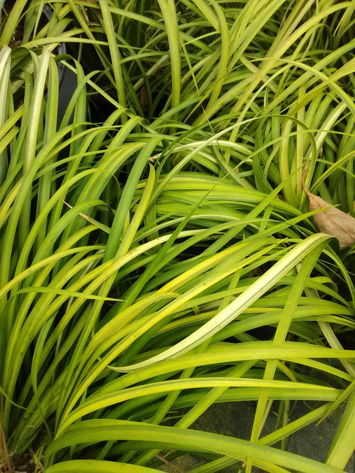 [123589032-1g-container] Golden Sweet Flag 'Ogon' – Acorus gramineus (1 gallon container)