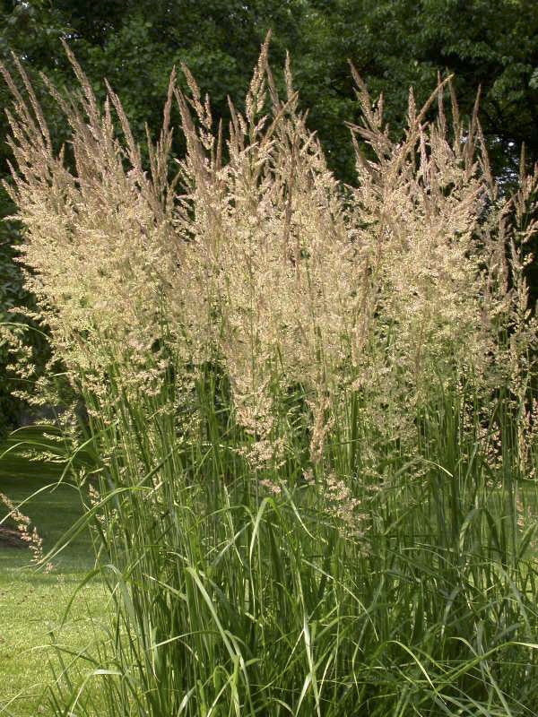 Karl Foerster Feather Reed Grass