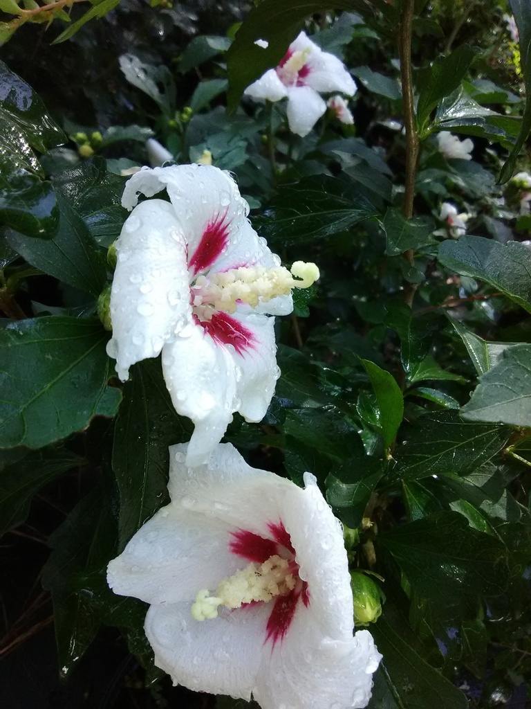 [123589001-3g-container] Lil' Kim Rose of Sharon (Hibiscus syriacus 'Antong Two') (3 gallon container)