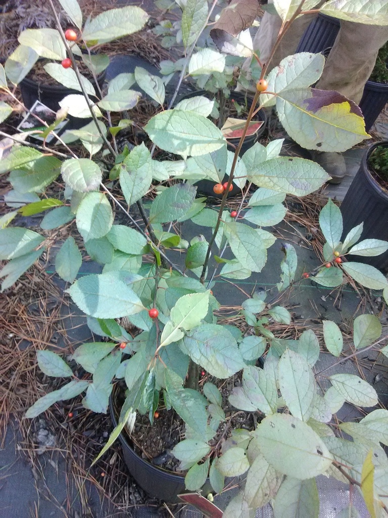 Berry Heavy Winterberry Holly (Ilex verticillata 'Spravy')