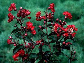 [123588999-7g-container-sold-out] Cedar Lane Red Crape Myrtle – True Red Semi-Dwarf (7 gallon container)