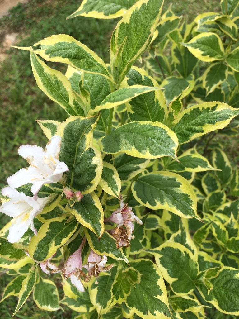 [123588998-5g-container] Eyecatcher Weigela - Variegated Flowering Shrub