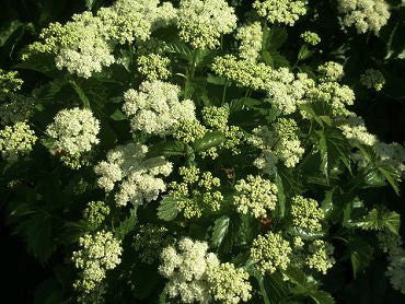 Blue Muffin Viburnum - Compact Flowering Shrub