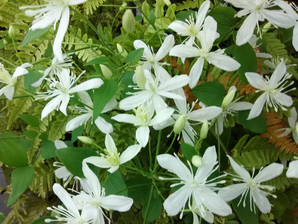 [123588994-1g-container-sold-out] Sweet Autumn Clematis | Clematis terniflora (1 gallon container)