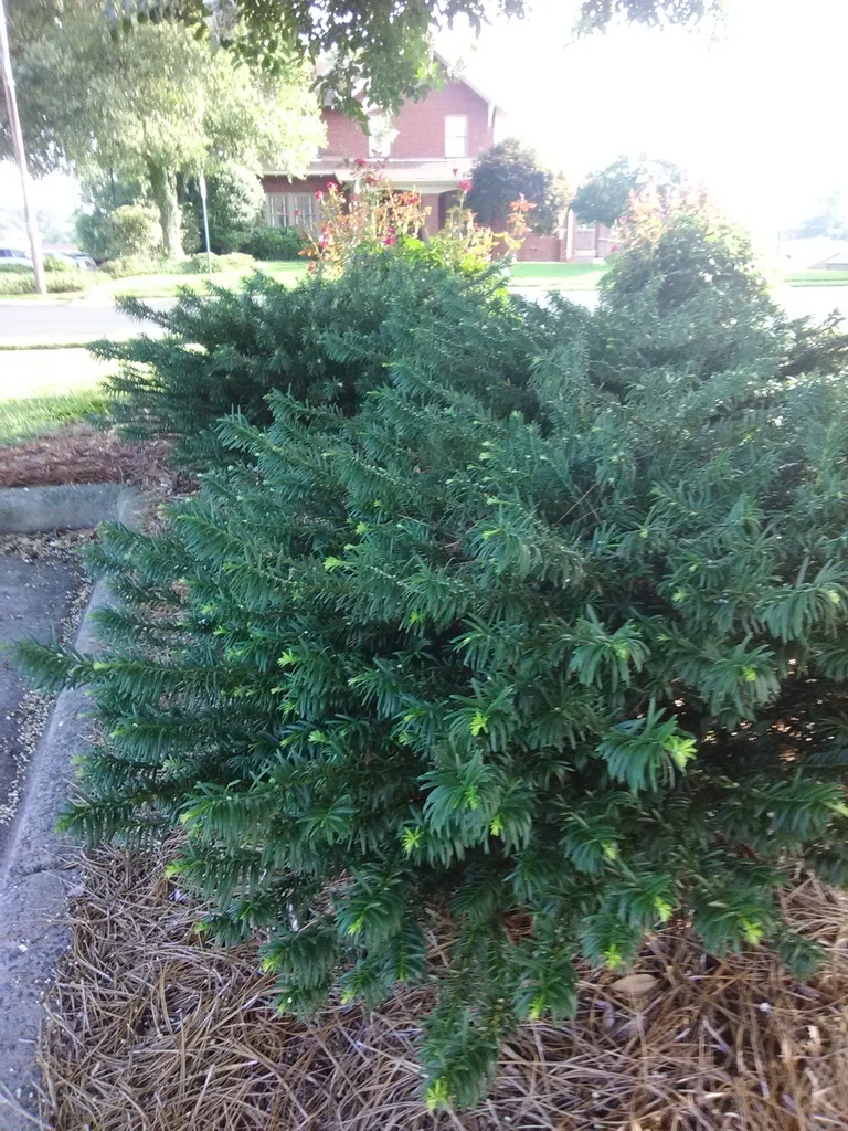 Densiformis Yew | Taxus x media 'Densiformis'