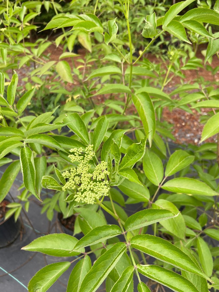 [johns-elderberry-5g-container] Johns Elderberry - Sambucus canadensis 'Johns'