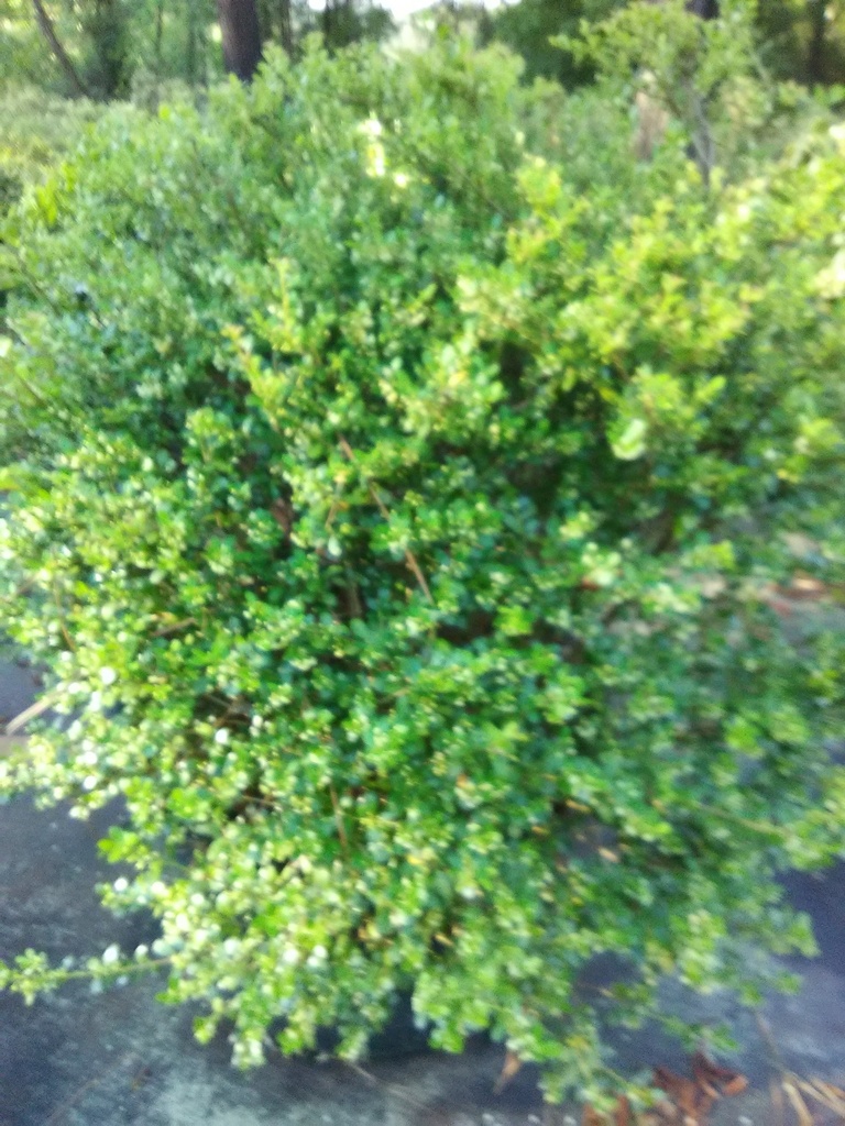 [123588983-3g-container] Glory Japanese Holly - Ilex crenata 'Glory' (3 gallon container)