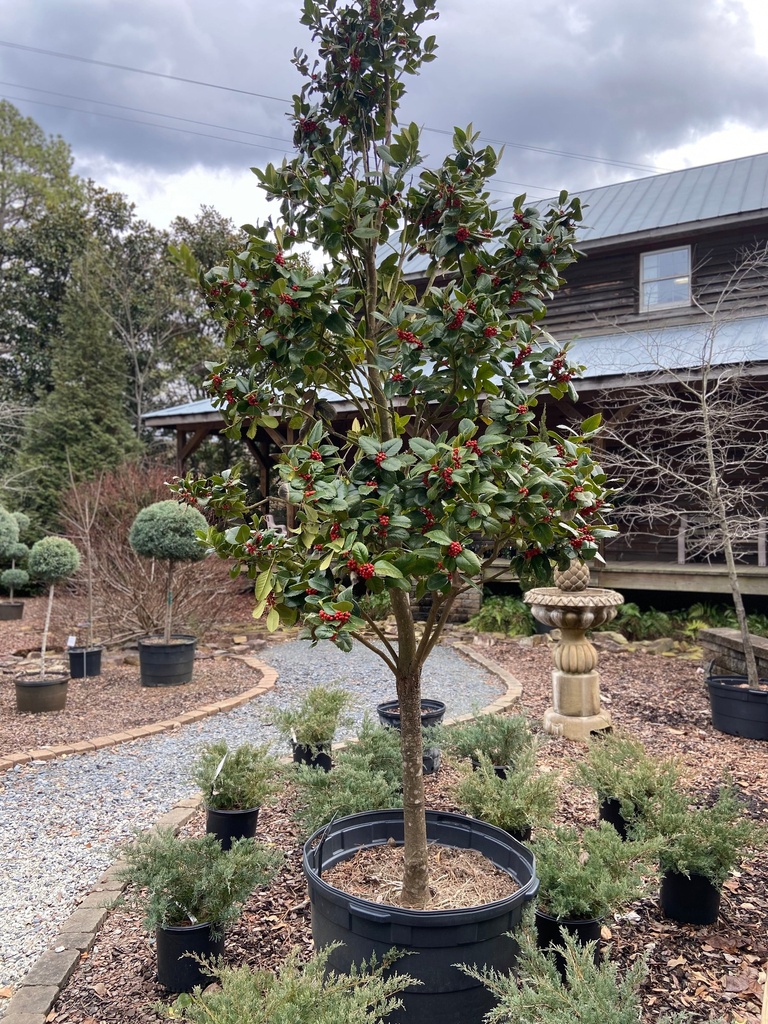 [123588982-3g-container-sold-out] Liberty Red Holly – Dense Pyramidal Evergreen with Red Berries (3 gallon container)