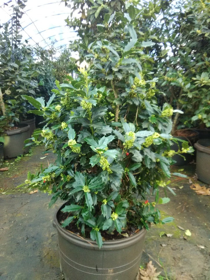 [123588981-3g-container-sold-out] Oak Leaf Red Holly (Ilex 'Conaf') - Evergreen Holly (3 gallon container)