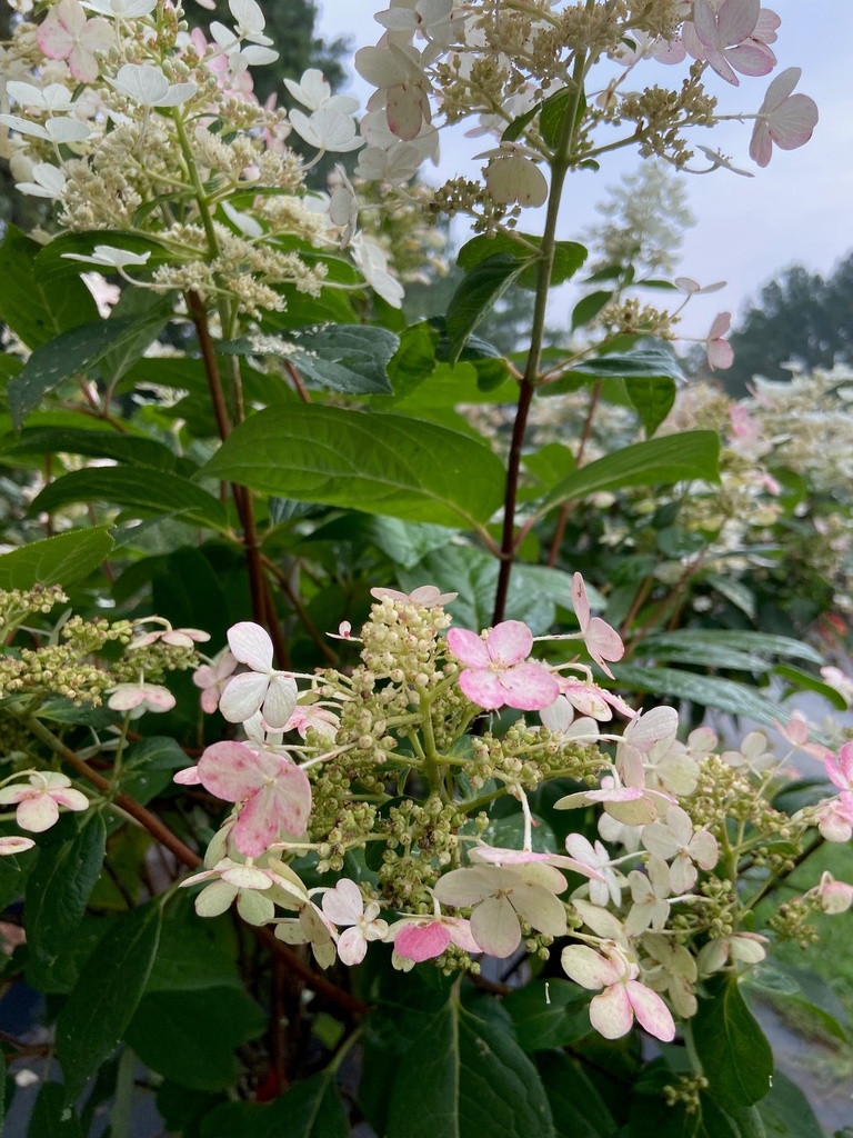 Quick Fire Hardy Hydrangea (Hydrangea paniculata 'Bulk')