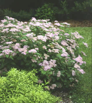 Pink Parasols Korean Spirea (Spiraea fritschiana 'Wilma')