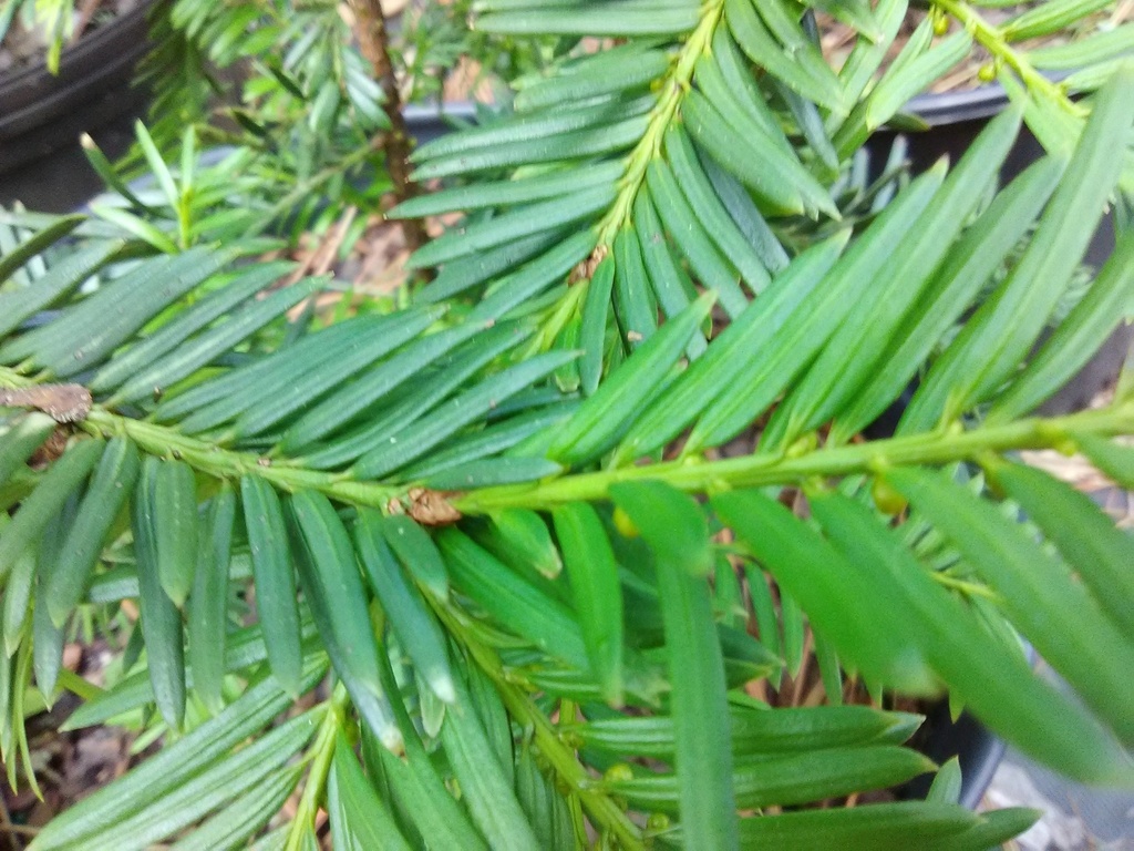 [123588957-2g-container-sold-out] Margarita Yew (Taxus media 'Geers') - Lime-Green Evergreen (2 gallon container)