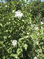 [123588956-1g-container-sold-out] White Chiffon Rose of Sharon | Hibiscus syriacus 'Notwoodtwo' (1 gallon container)